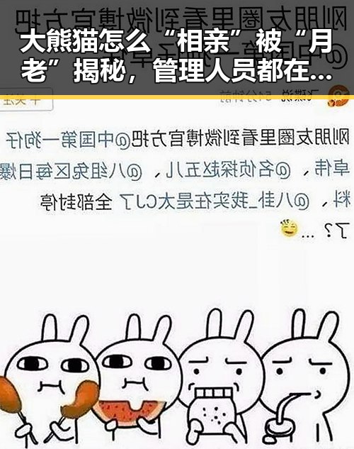 大熊猫怎么“相亲”被“月老”揭秘，管理人员都在这做样子没人去管